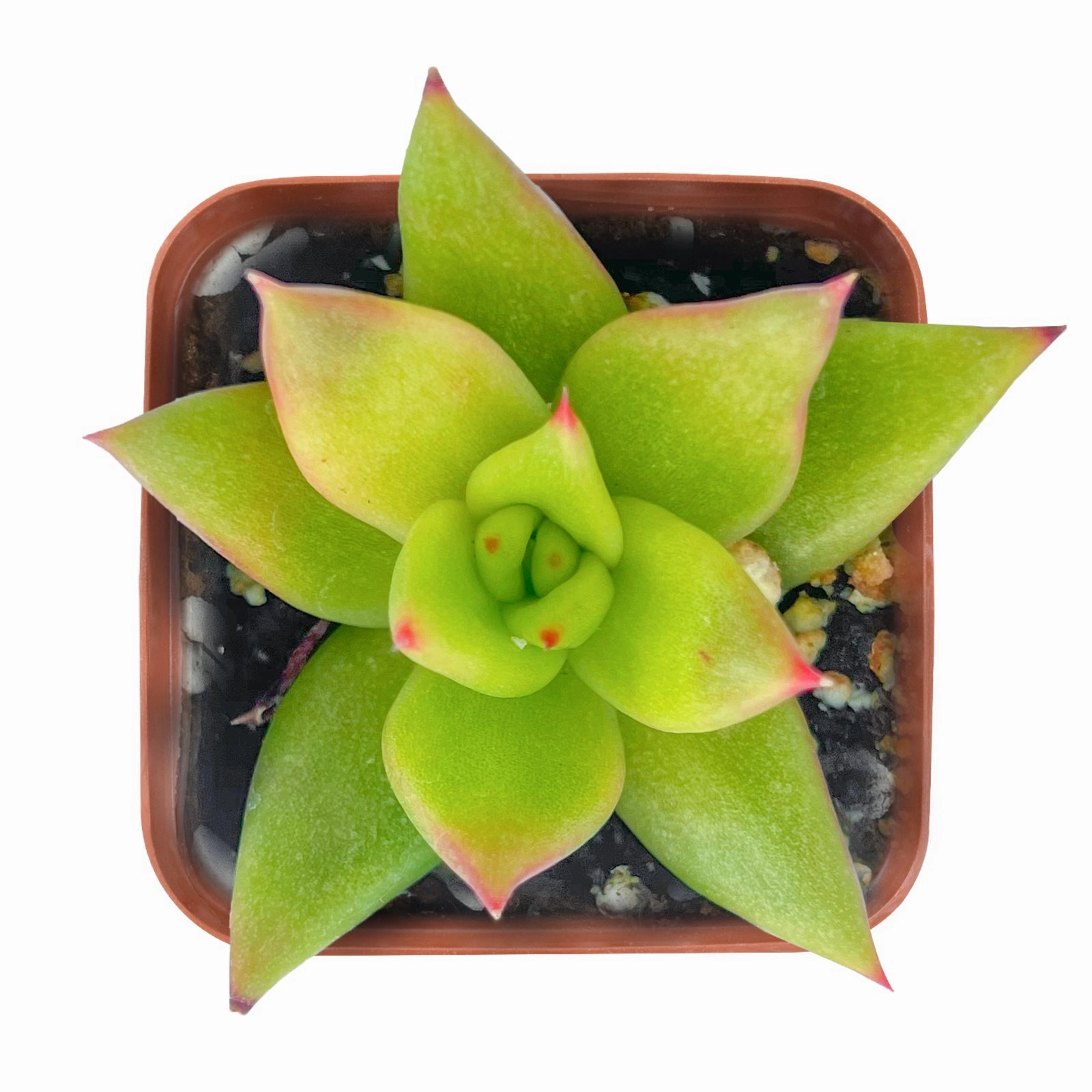 Echeveria agavoides 'Lipstick' mini ornamental plant  