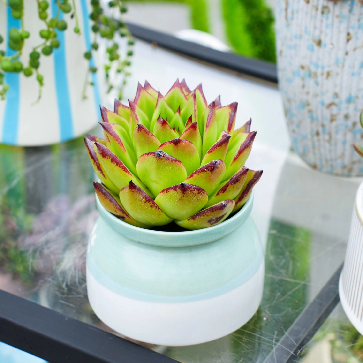 Echeveria agavoides 'Lipstick'