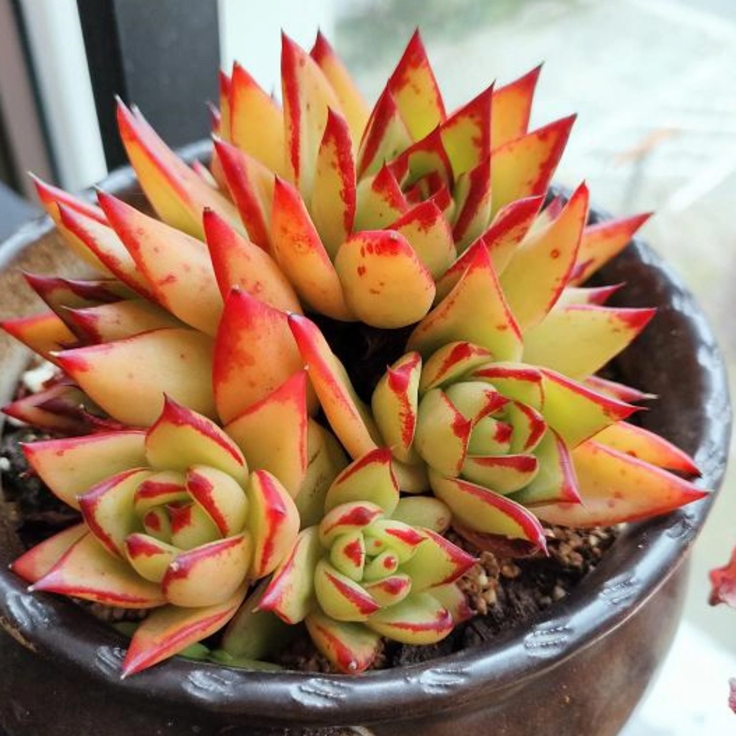 Echeveria agavoides 'Lipstick'