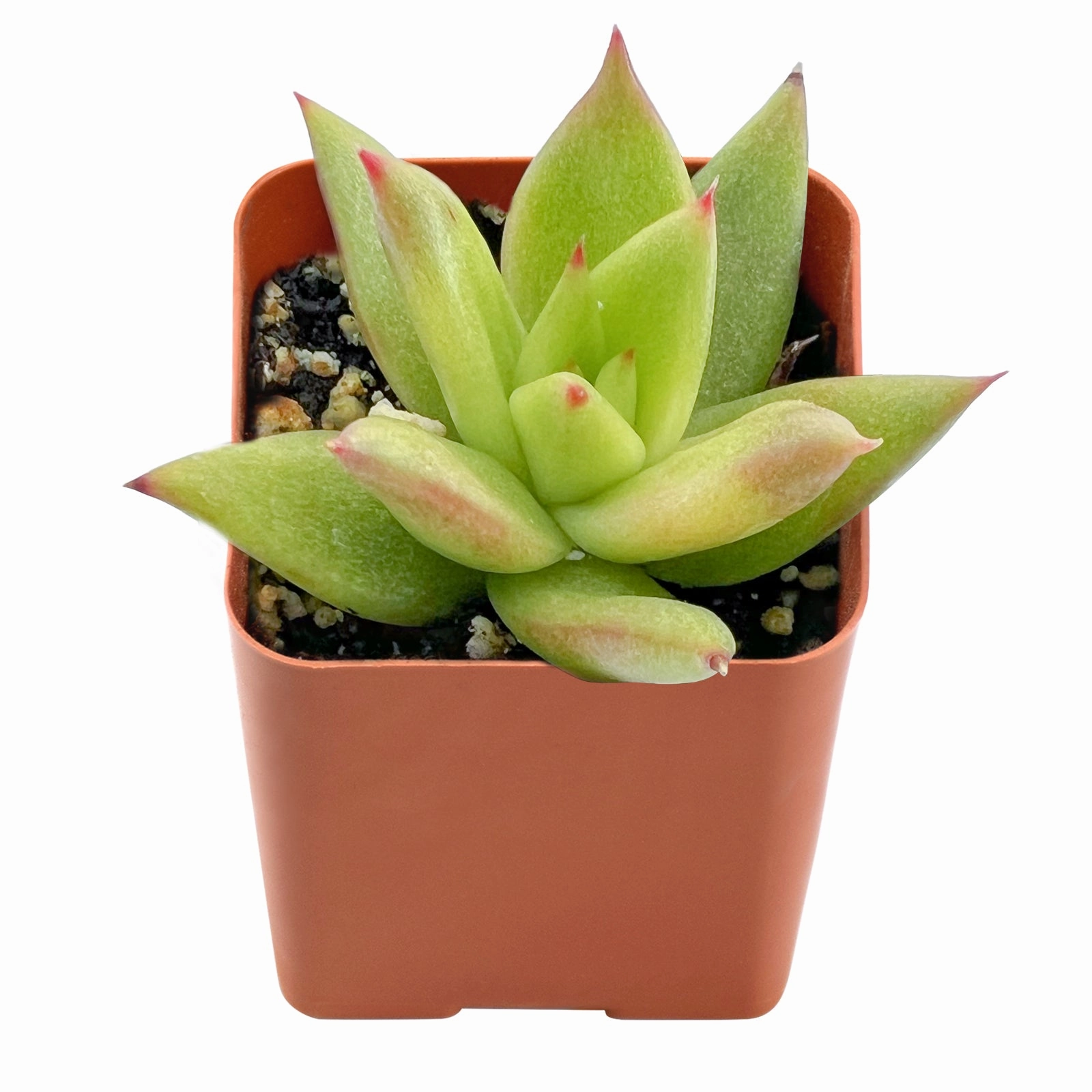 Echeveria agavoides 'Lipstick'