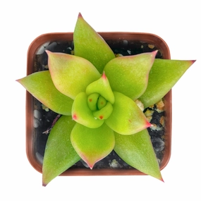 Echeveria agavoides 'Lipstick' mini ornamental plant  