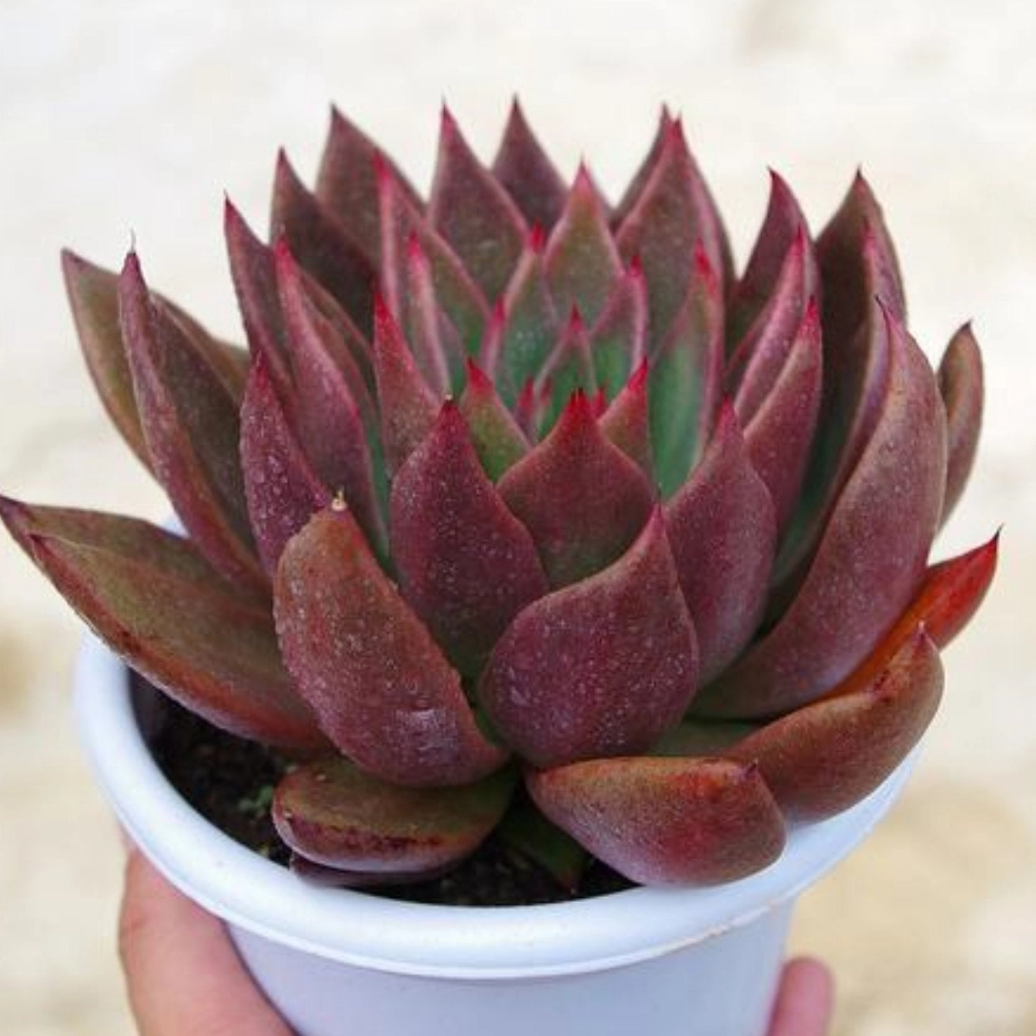 Echeveria Agavoides 'Morgain' (4 inch)