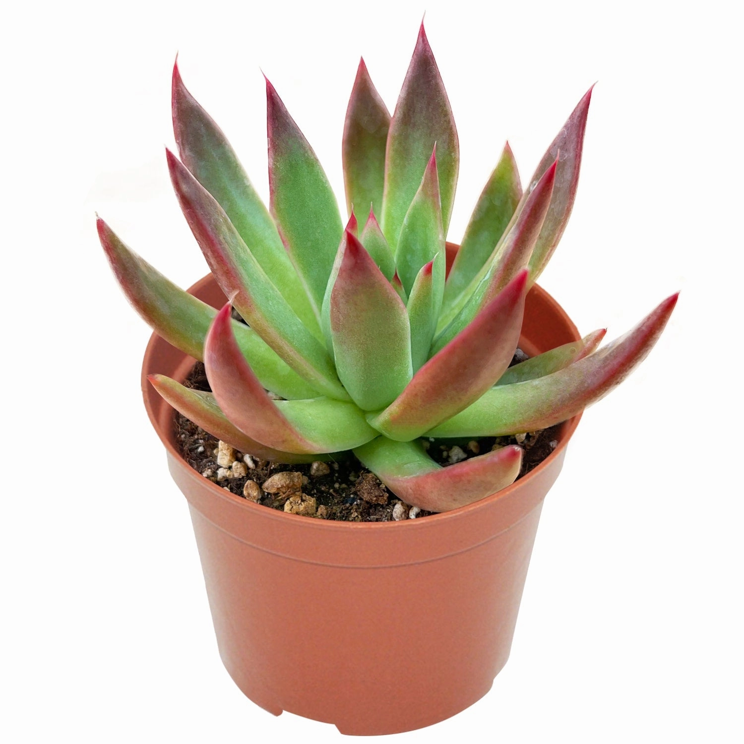 Echeveria Agavoides 'Morgain' (4 inch) mini ornamental plant  