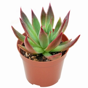 Echeveria Agavoides 'Morgain' (4 inch) mini ornamental plant  