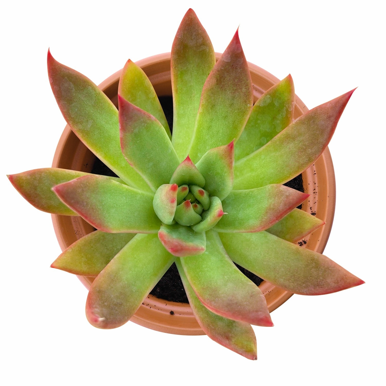 Echeveria Agavoides 'Morgain' (4 inch)