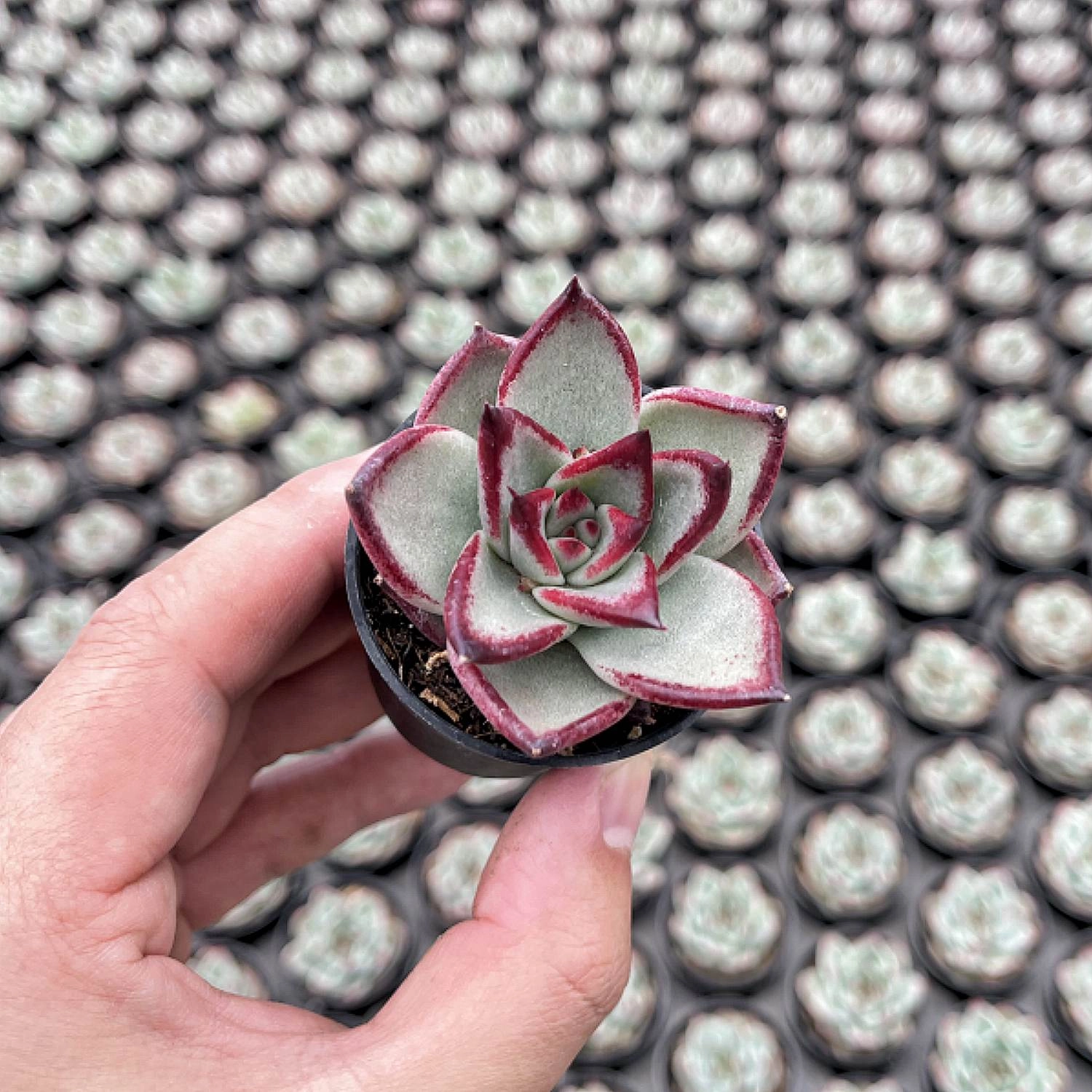 Echeveria agavoides 'Quartz' ?/ Echeveria 'Gold Quartz'