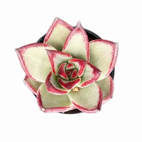 Echeveria agavoides 'Quartz' ?/ Echeveria 'Gold Quartz' mini ornamental plant  