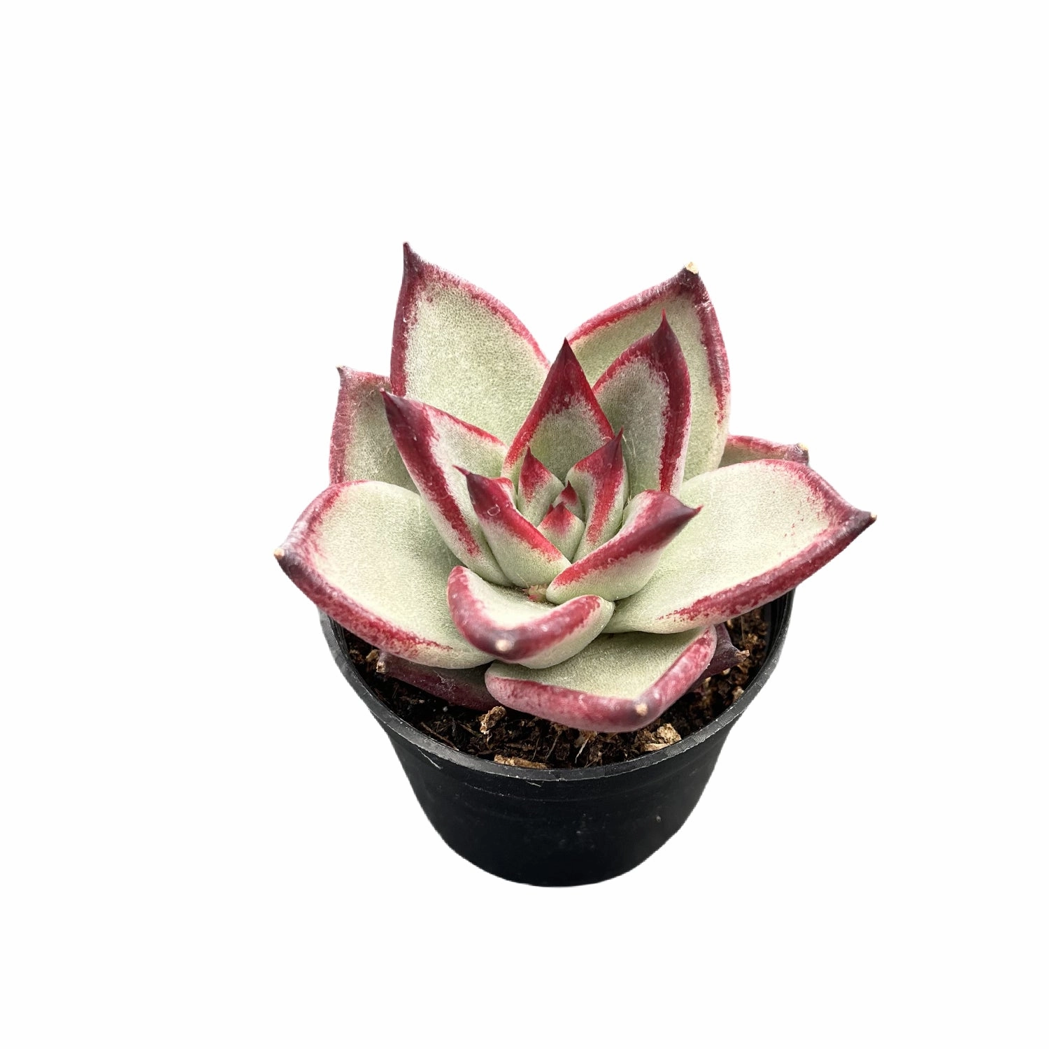 Echeveria agavoides 'Quartz' ?/ Echeveria 'Gold Quartz'