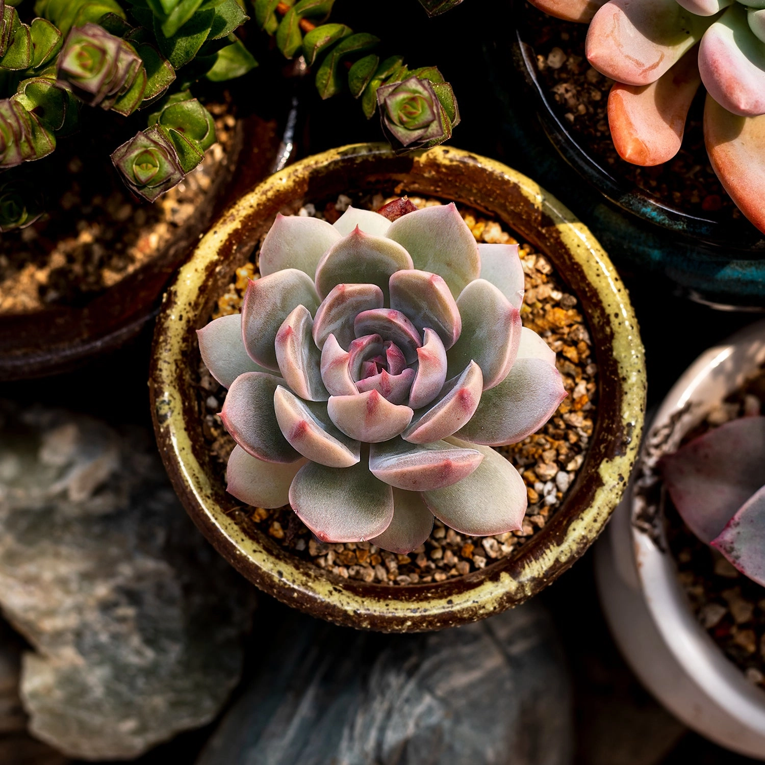 Echeveria Agavoides 'Santa Lewis'