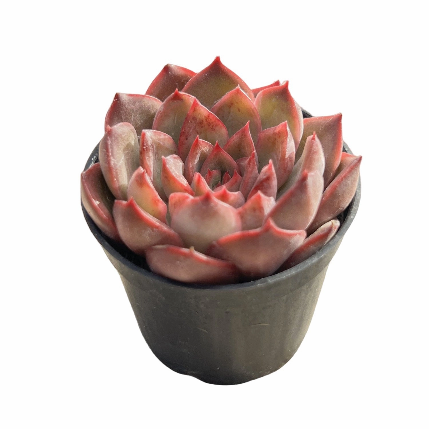 Echeveria Agavoides 'Santa Lewis' sp.