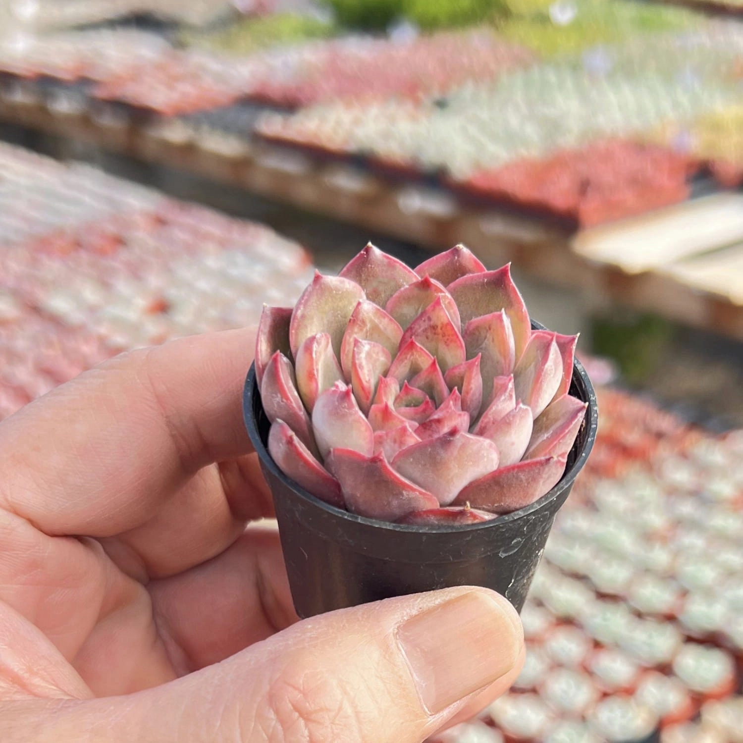 Echeveria Agavoides 'Santa Lewis' sp.