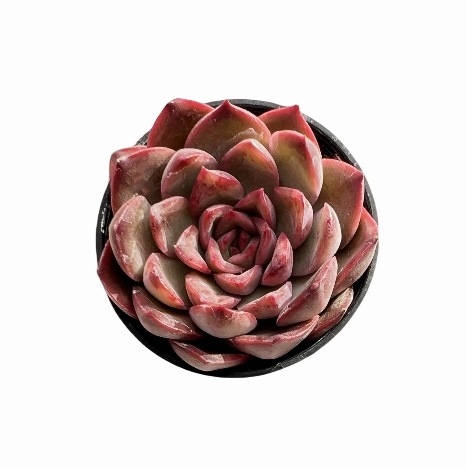 Echeveria Agavoides 'Santa Lewis' sp. mini ornamental plant  
