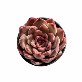Echeveria Agavoides 'Santa Lewis' sp. mini ornamental plant  