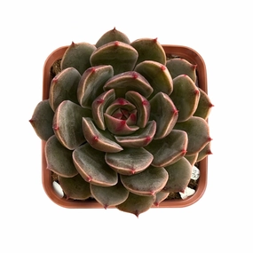 Echeveria Agavoides 'Santa Lewis' mini ornamental plant  