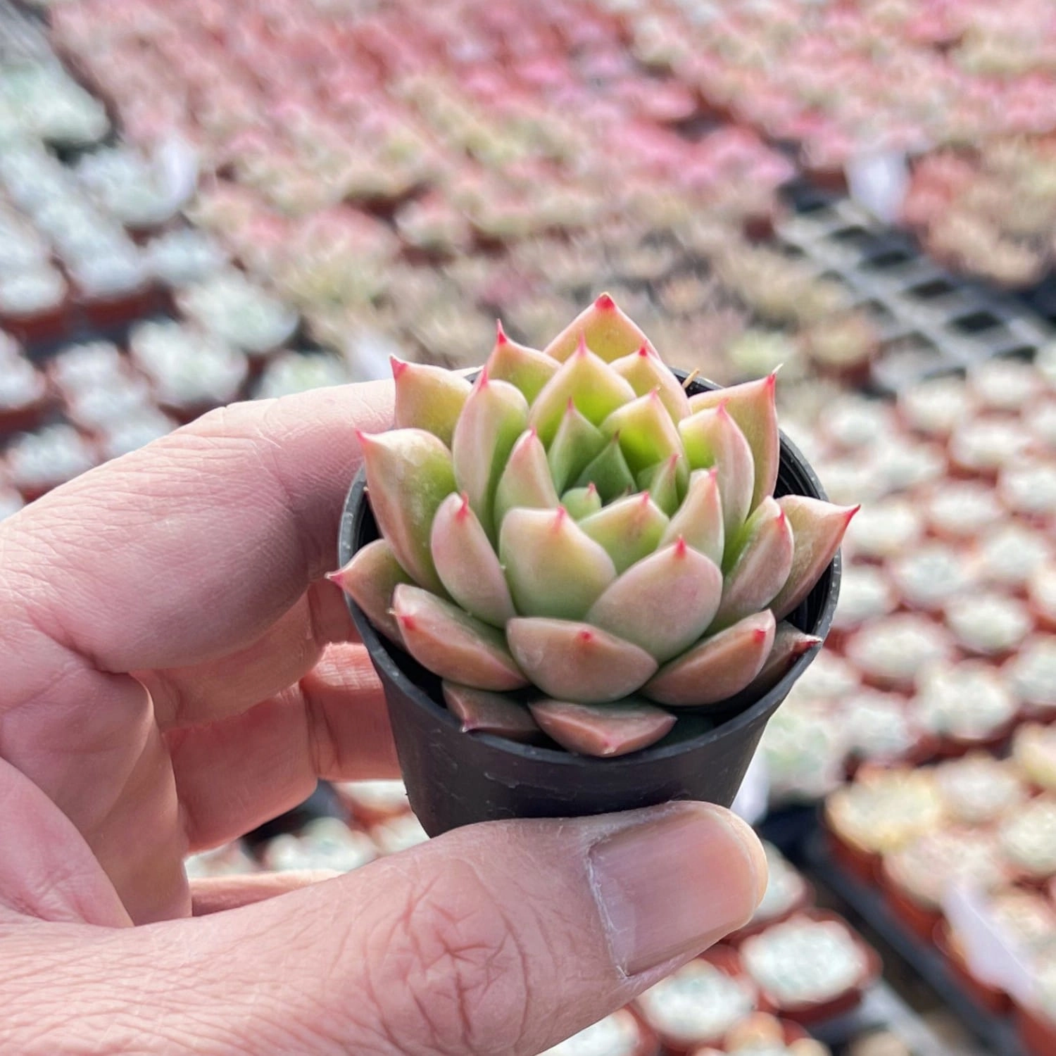 Echeveria Agavoides 'Spicy'