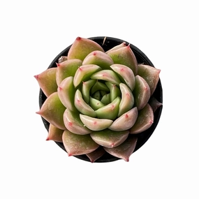 Echeveria Agavoides 'Spicy' mini ornamental plant  