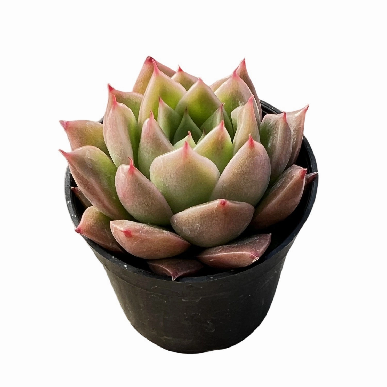 Echeveria Agavoides 'Spicy'