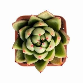Echeveria Agavoides Gold Wax mini ornamental plant  