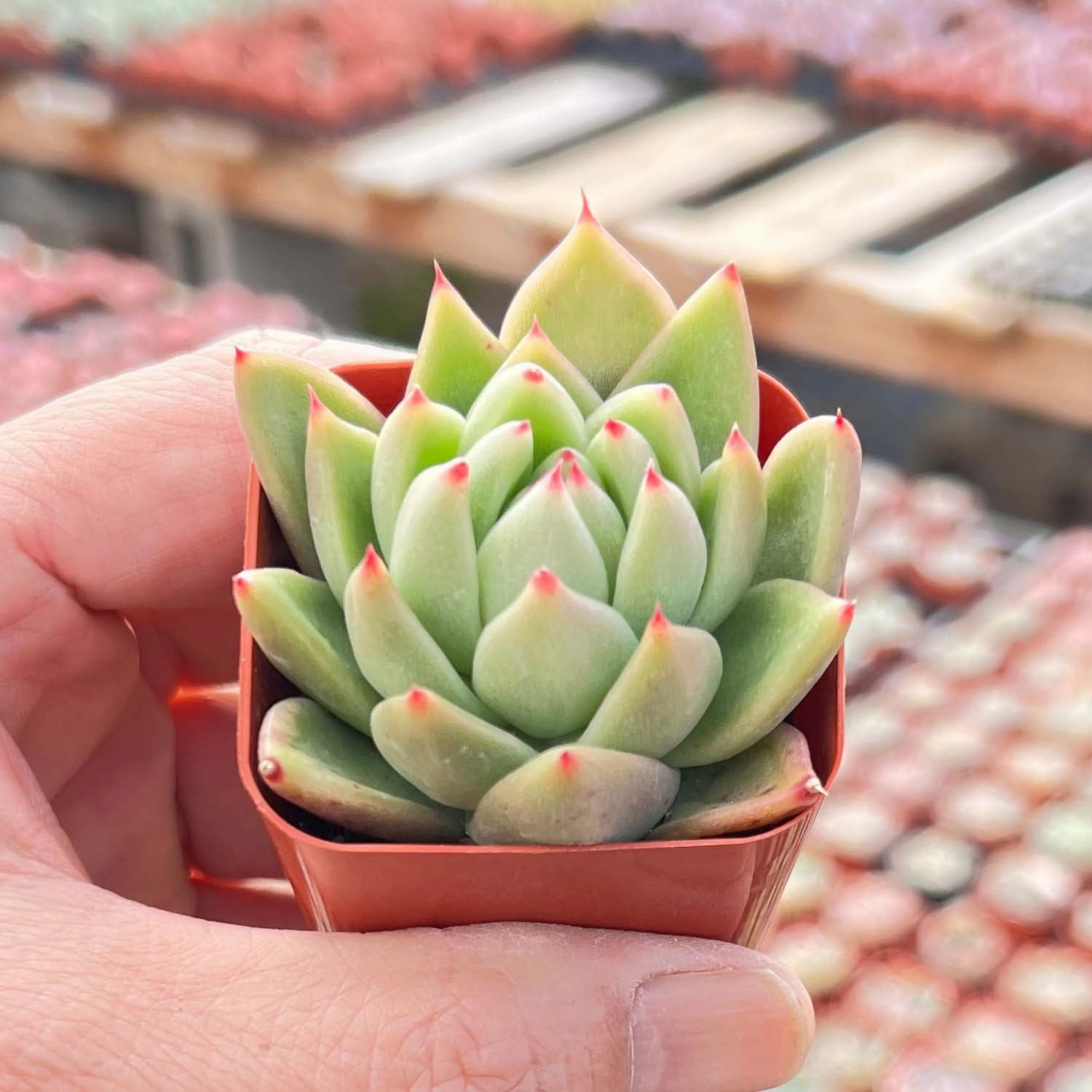 Echeveria Agavoides Gold Wax