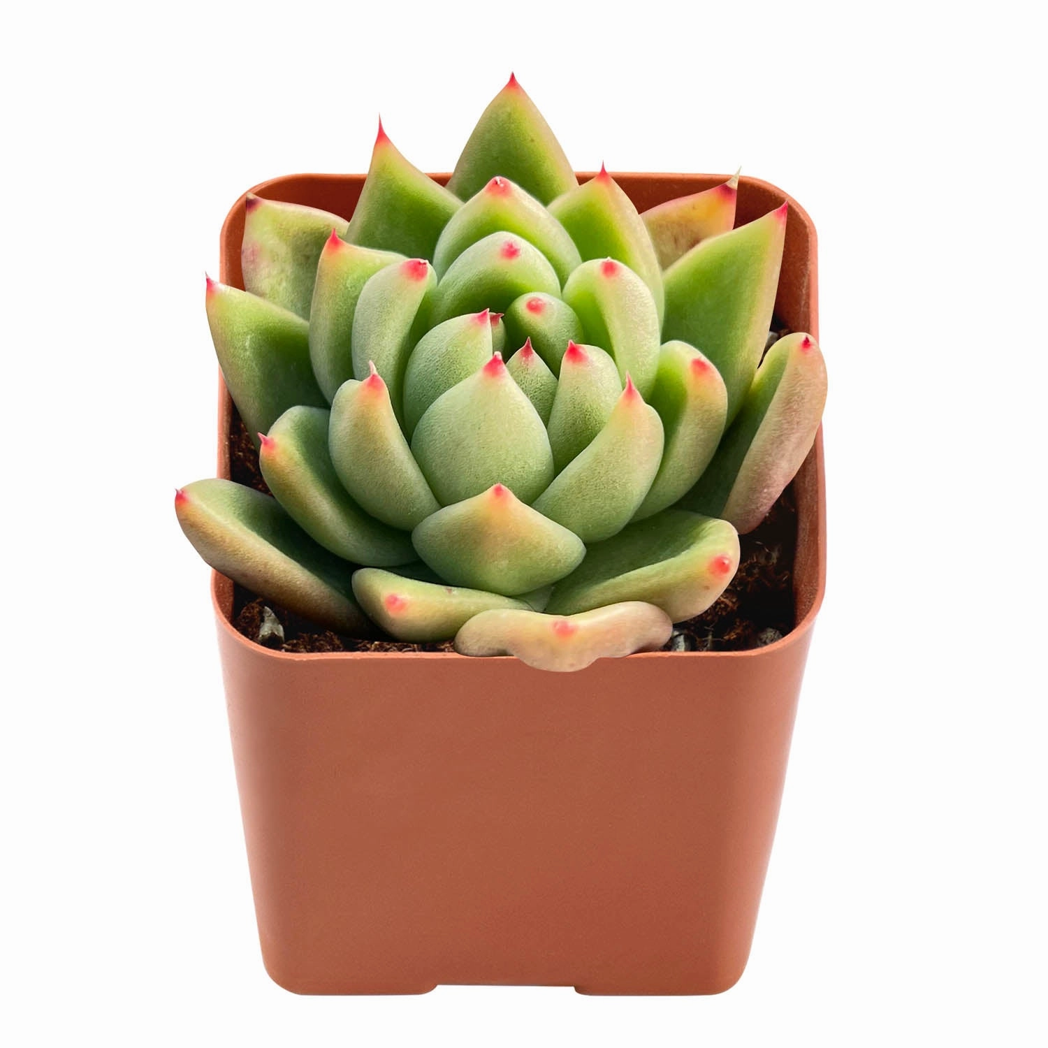 Echeveria Agavoides Gold Wax