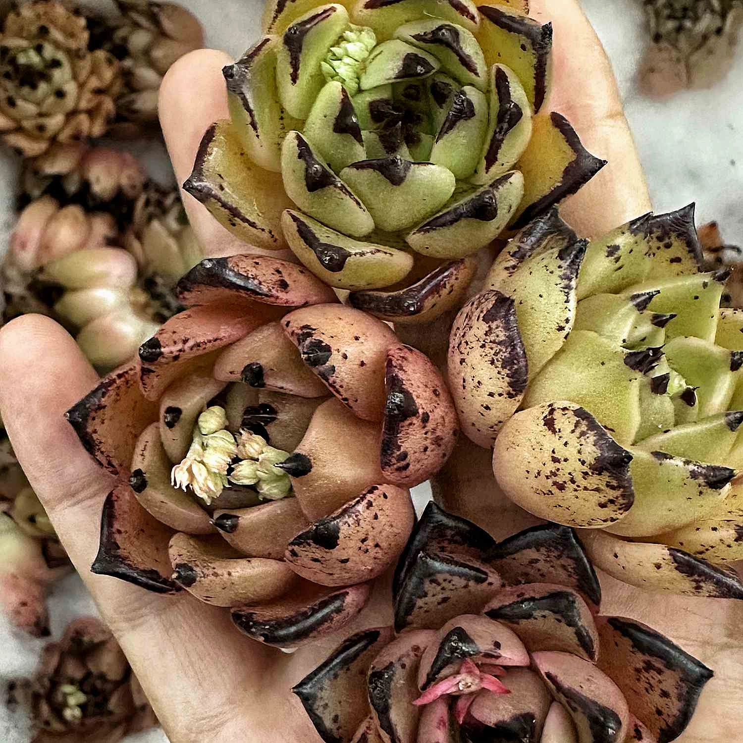 Echeveria Agavoides Halloween
