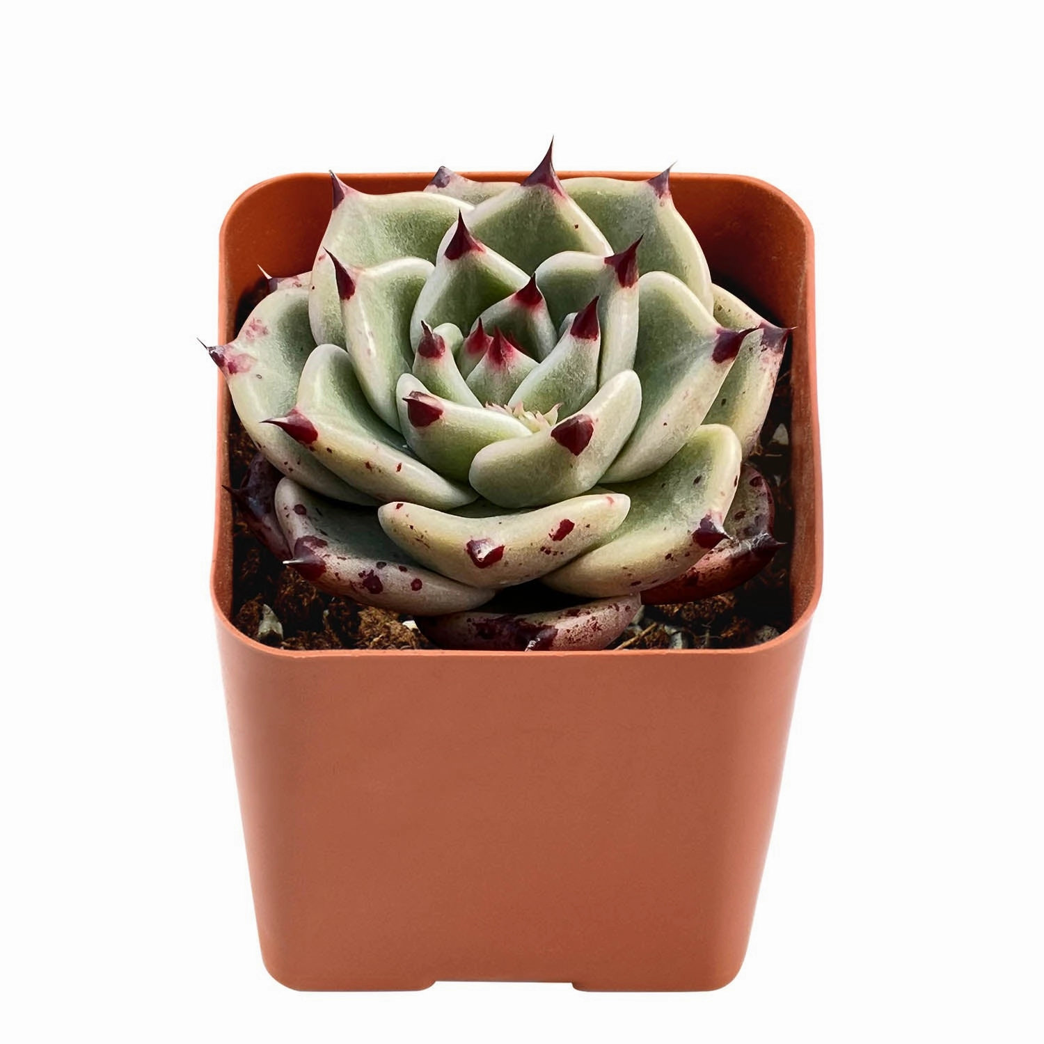 Echeveria Agavoides Halloween