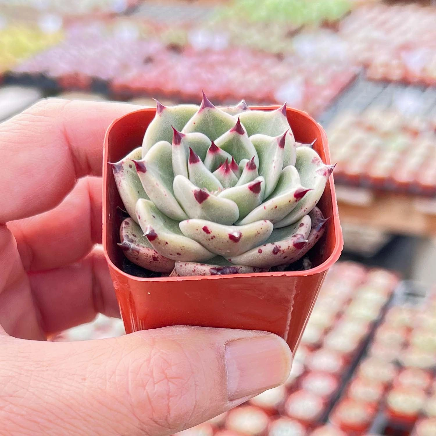 Echeveria Agavoides Halloween