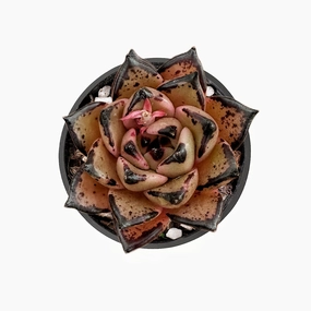 Echeveria Agavoides Halloween mini ornamental plant  