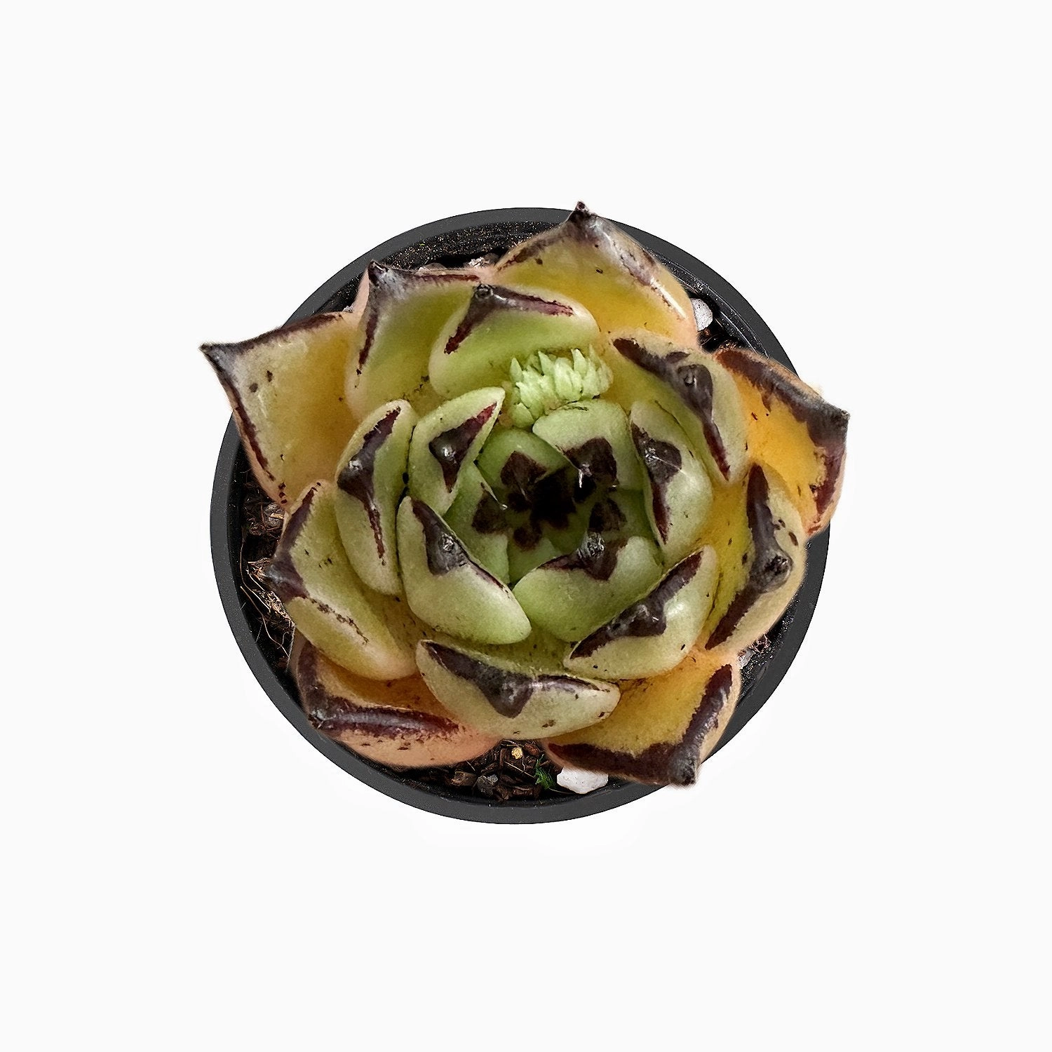 Echeveria Agavoides Halloween
