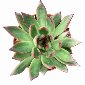 Echeveria Agavoides Wild Horse (4 inch) mini ornamental plant  