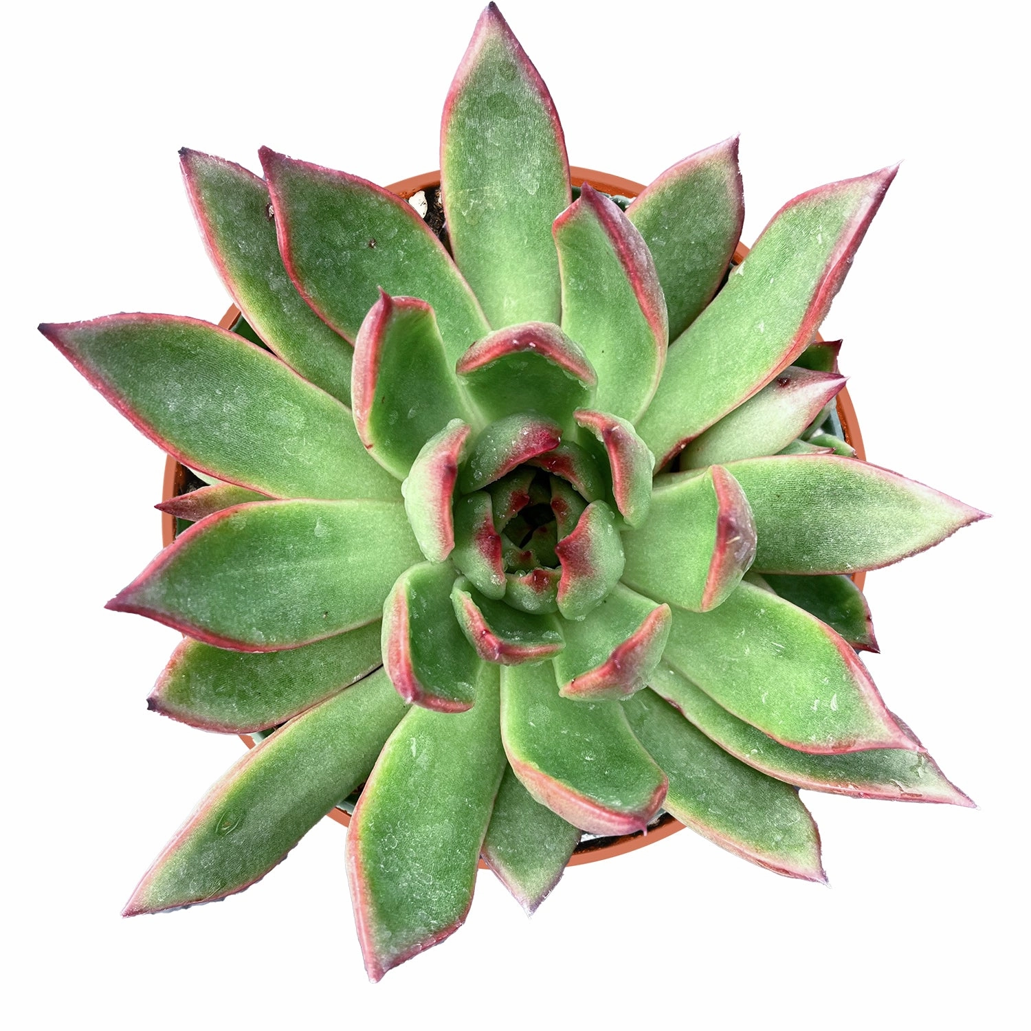 Echeveria Agavoides Wild Horse (4 inch) mini ornamental plant  
