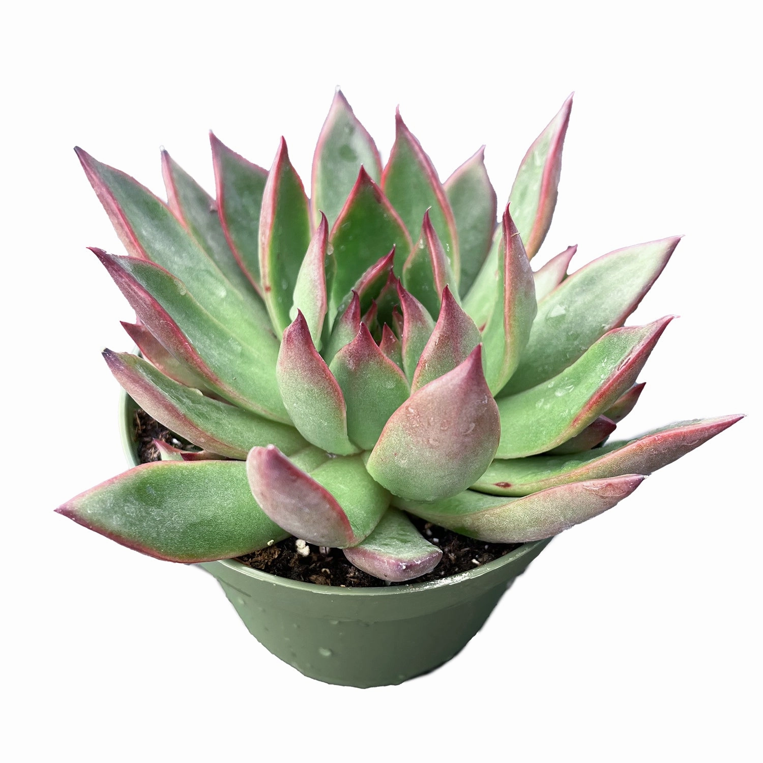 Echeveria Agavoides Wild Horse (4 inch)