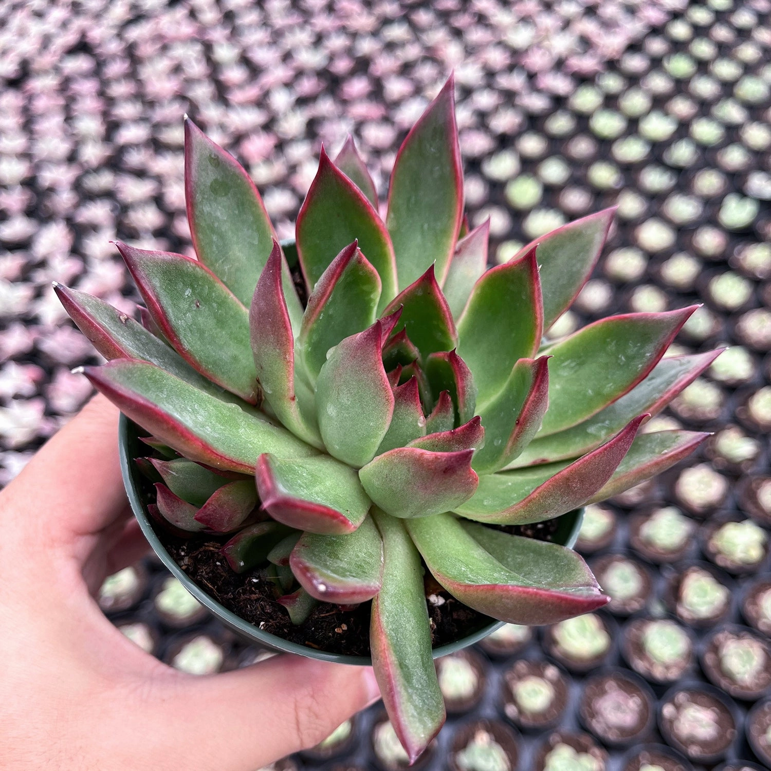 Echeveria Agavoides Wild Horse (4 inch)