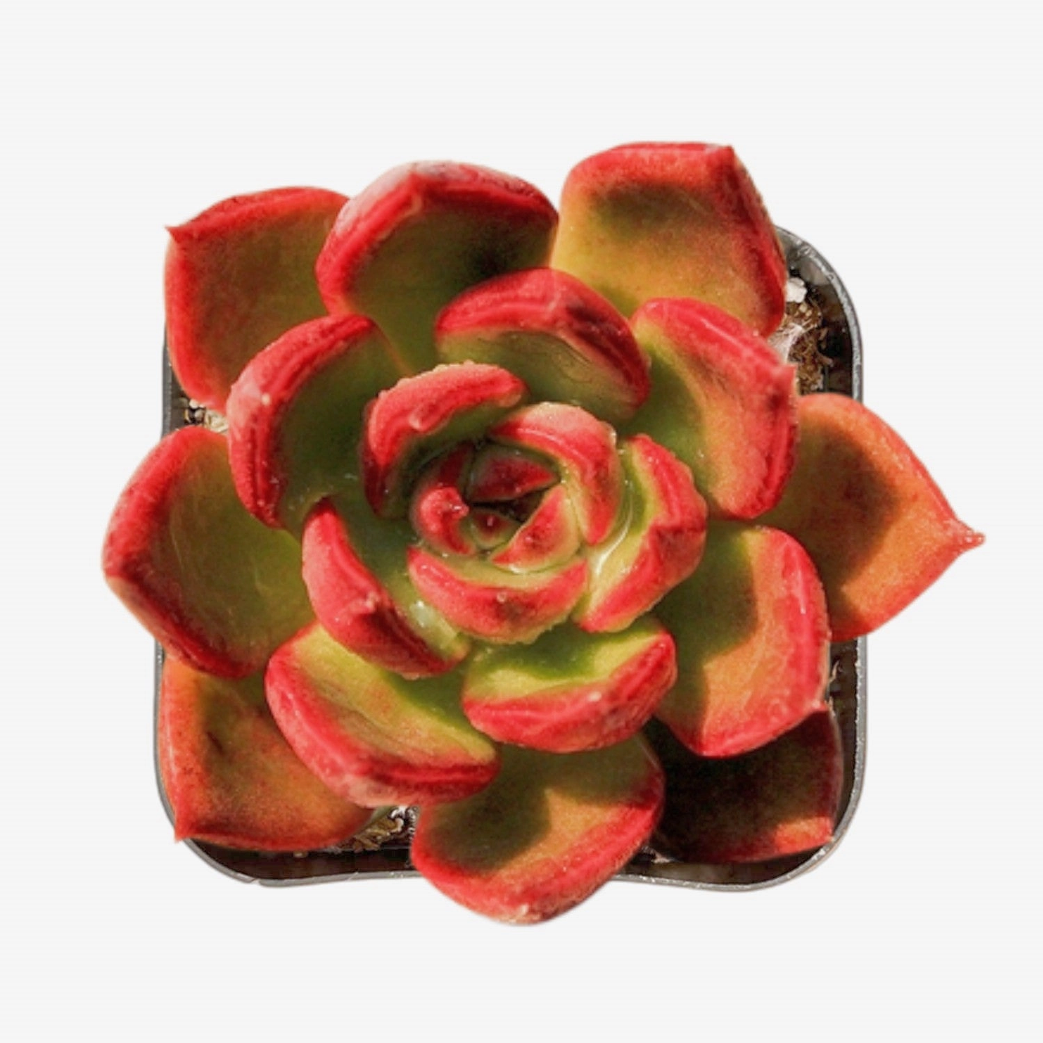 Echeveria Agavoides Wild Horse mini ornamental plant  