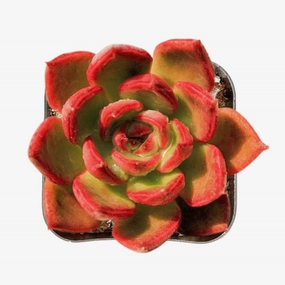 Echeveria Agavoides Wild Horse mini ornamental plant  