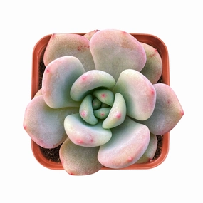 Echeveria Ariel mini ornamental plant  