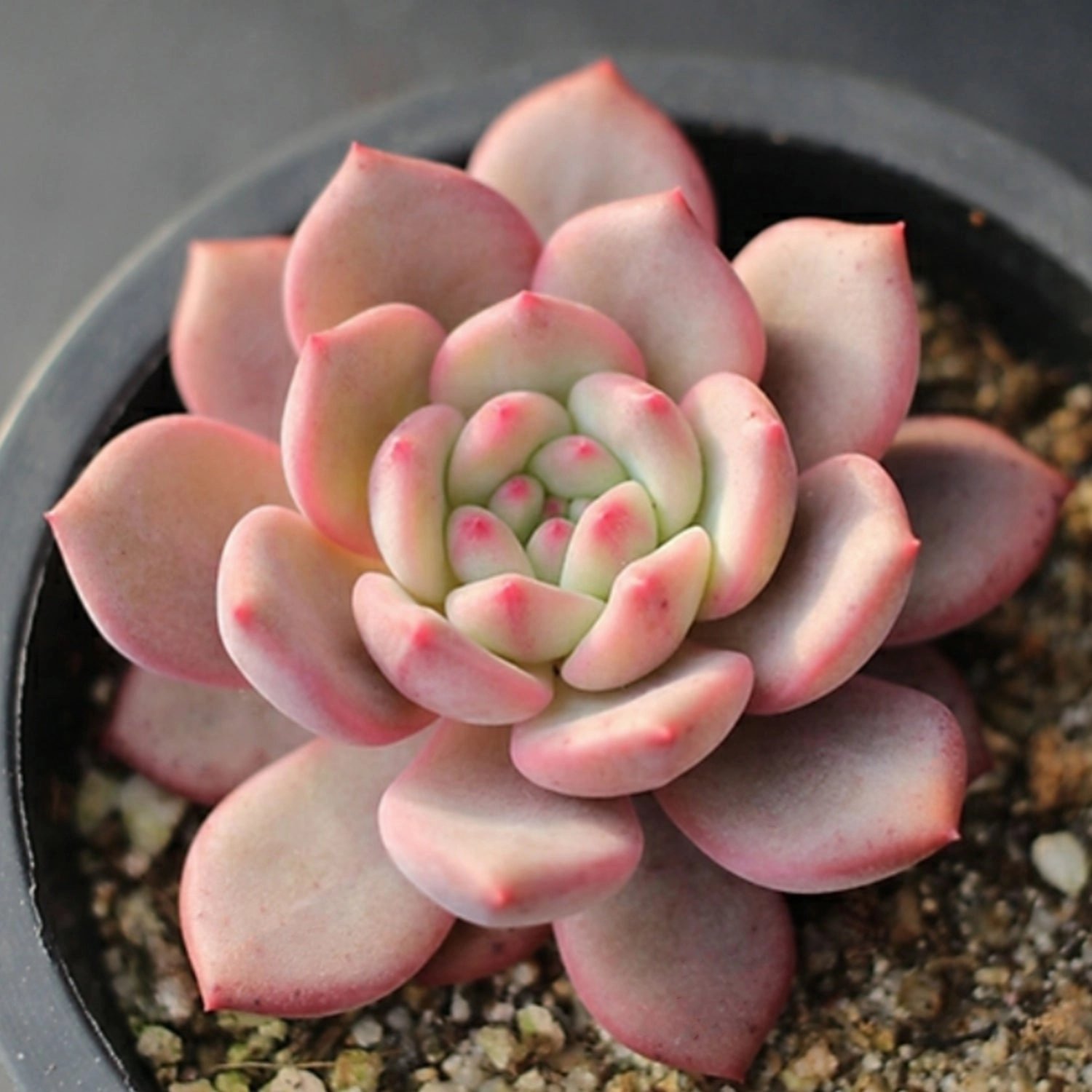 Echeveria Ariel