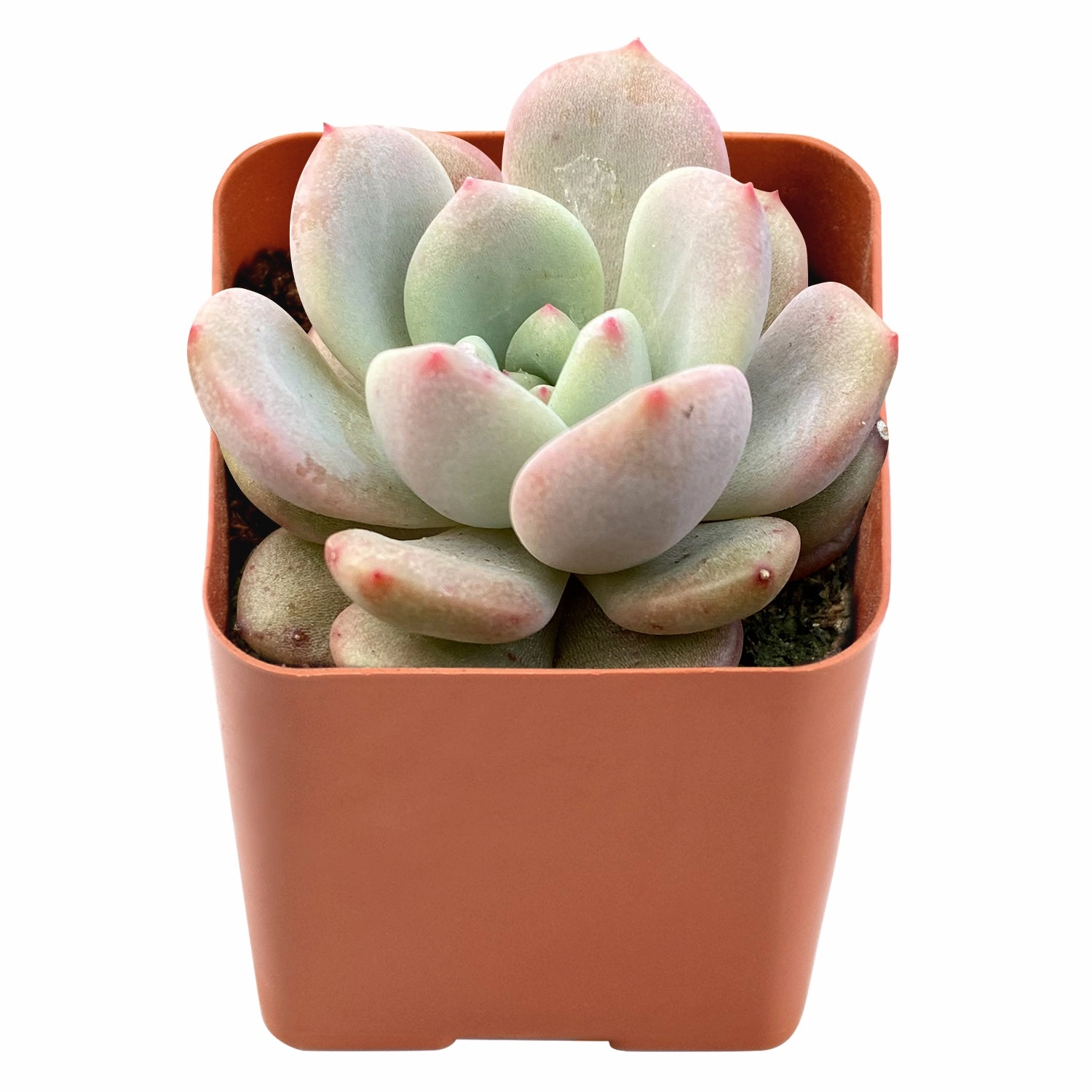 Echeveria Ariel
