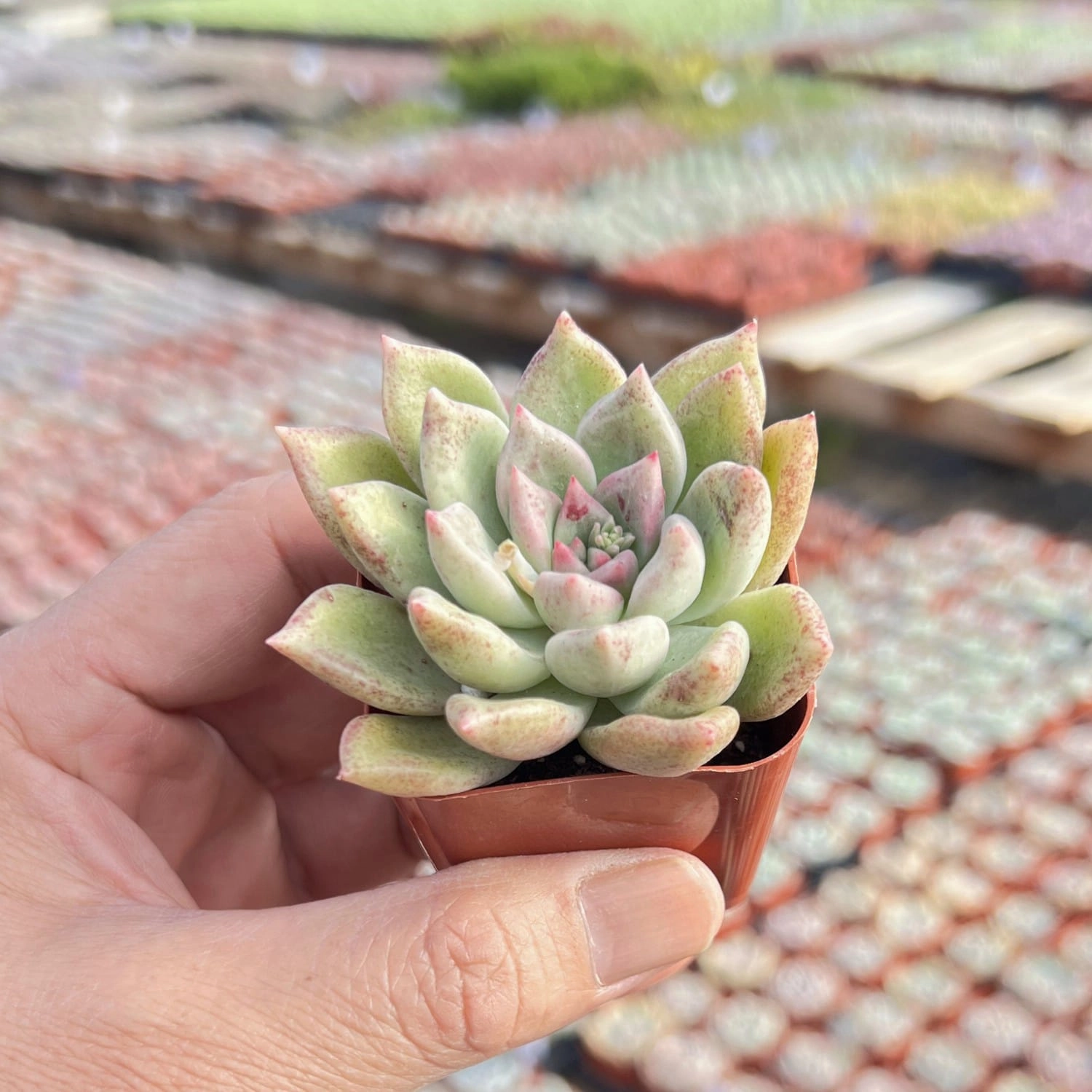 Echeveria Arje (Rare)