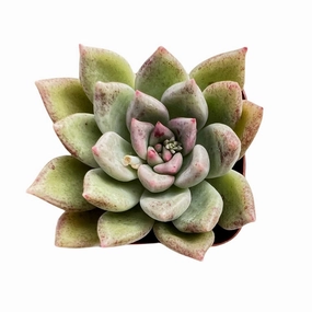 Echeveria Arje (Rare) mini ornamental plant  