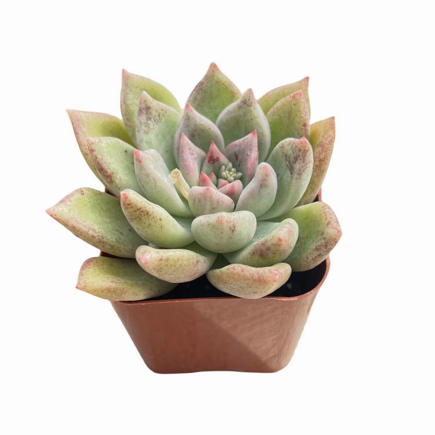 Echeveria Arje (Rare)