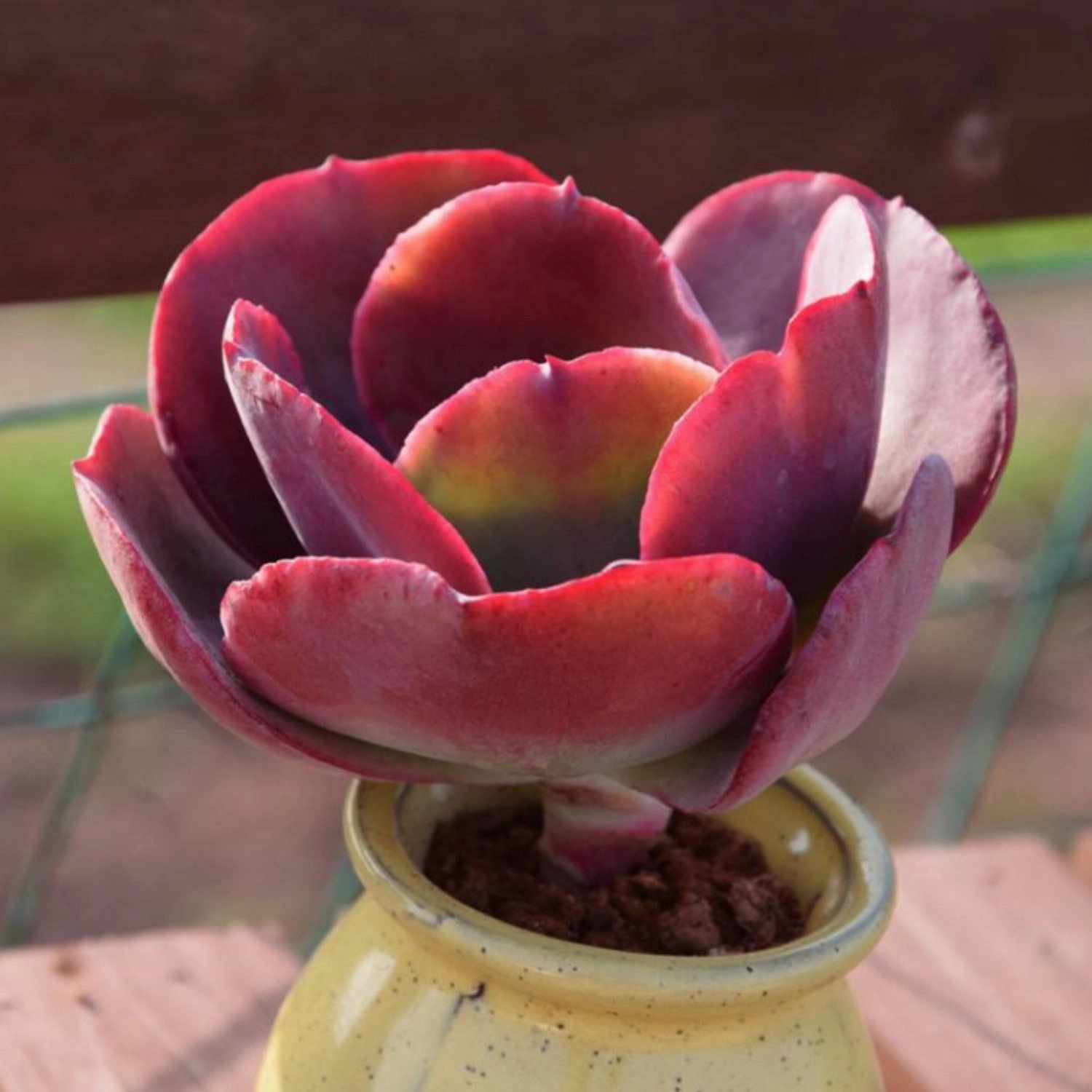 Echeveria Big Red