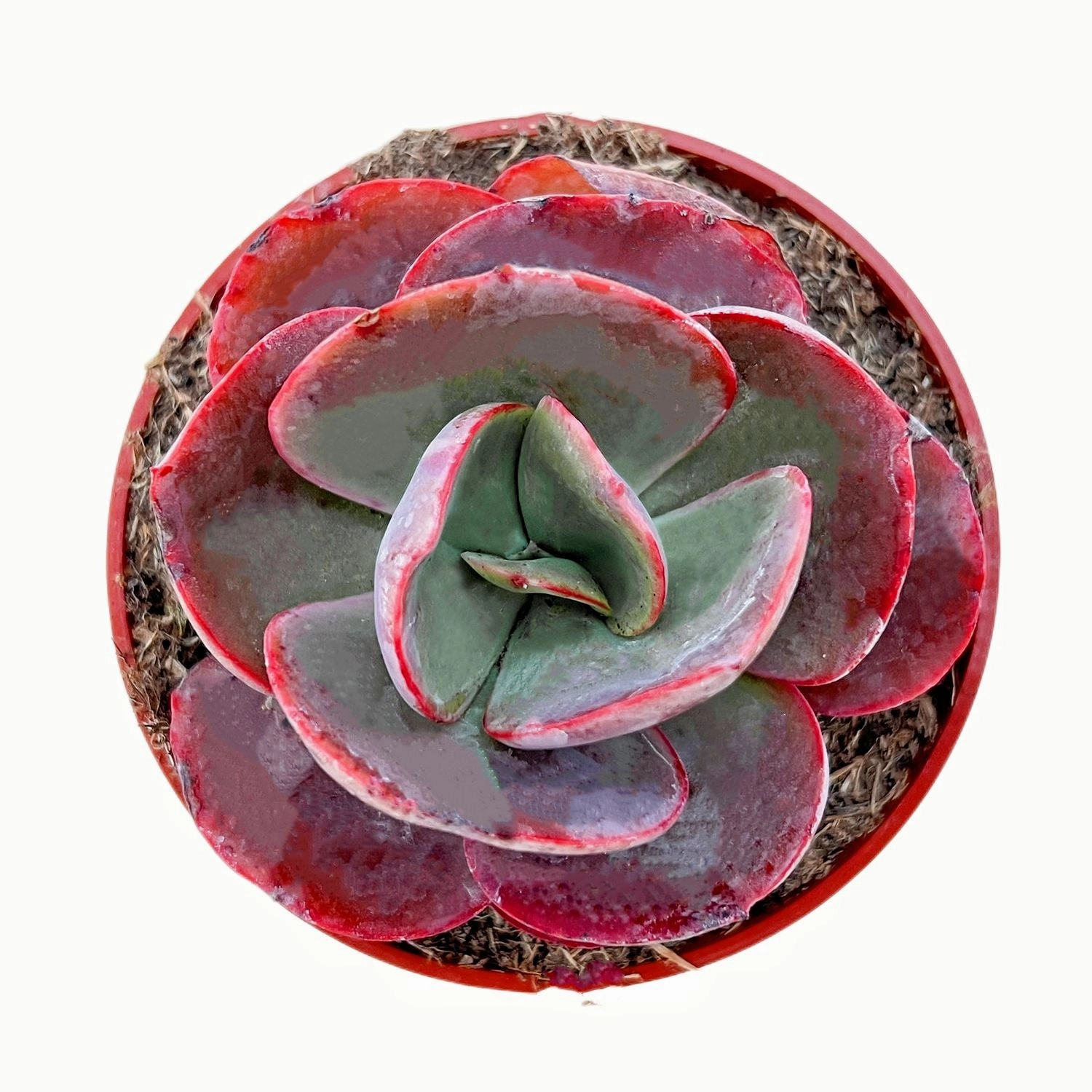 Echeveria Big Red (4 inch) mini ornamental plant  