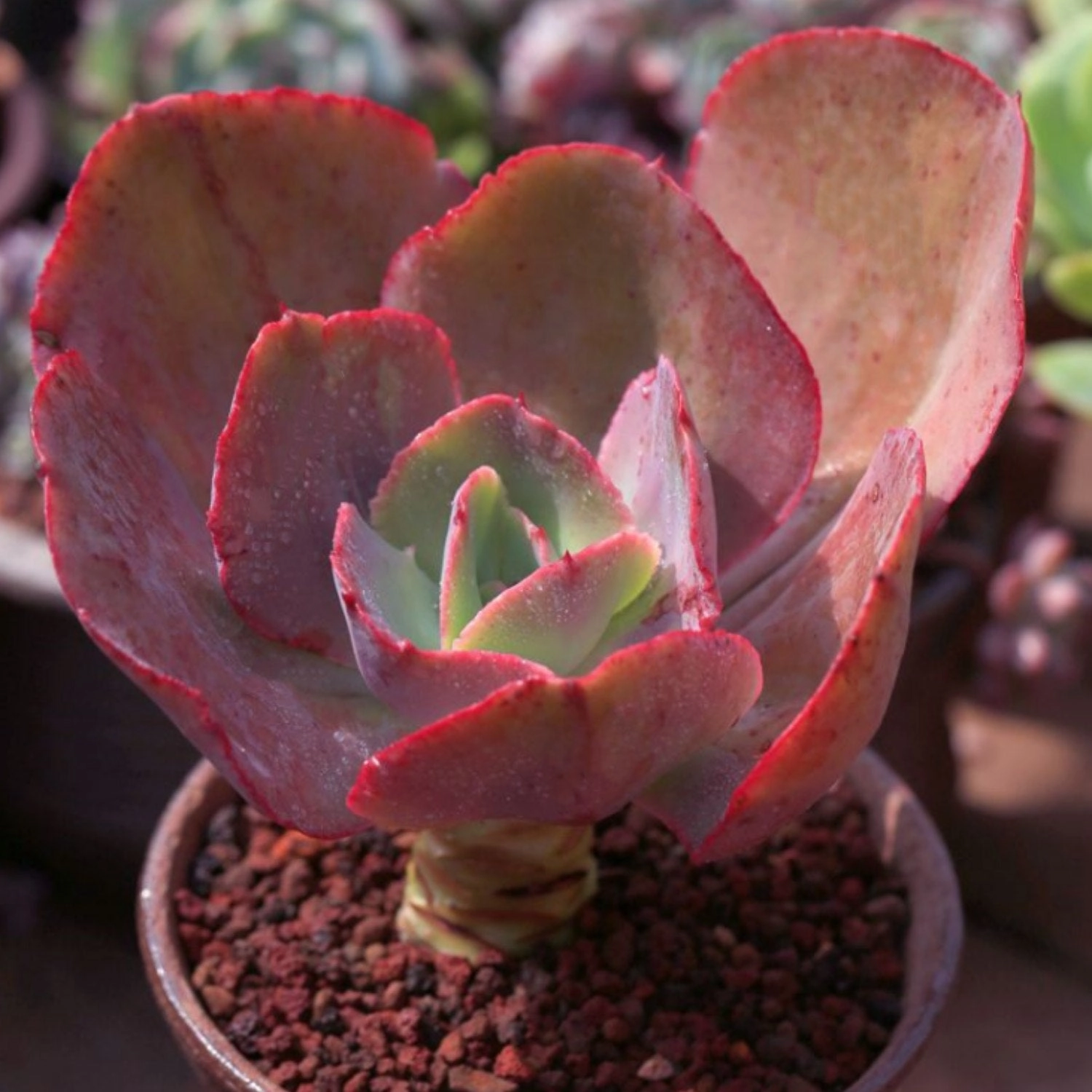 Echeveria Big Red (4 inch)