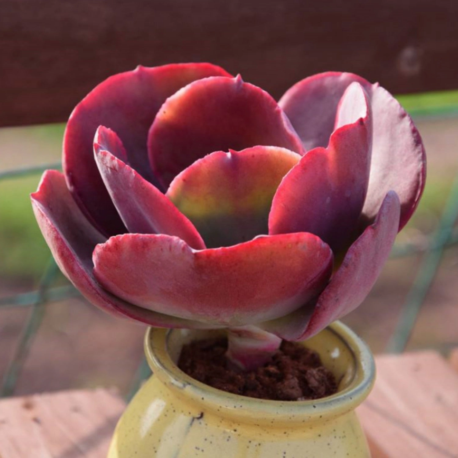 Echeveria Big Red (4 inch)