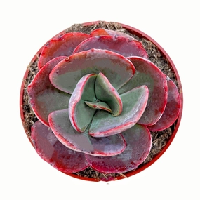 Echeveria Big Red (4 inch) mini ornamental plant  