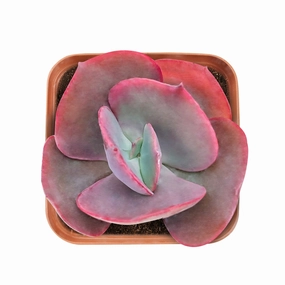 Echeveria Big Red mini ornamental plant  