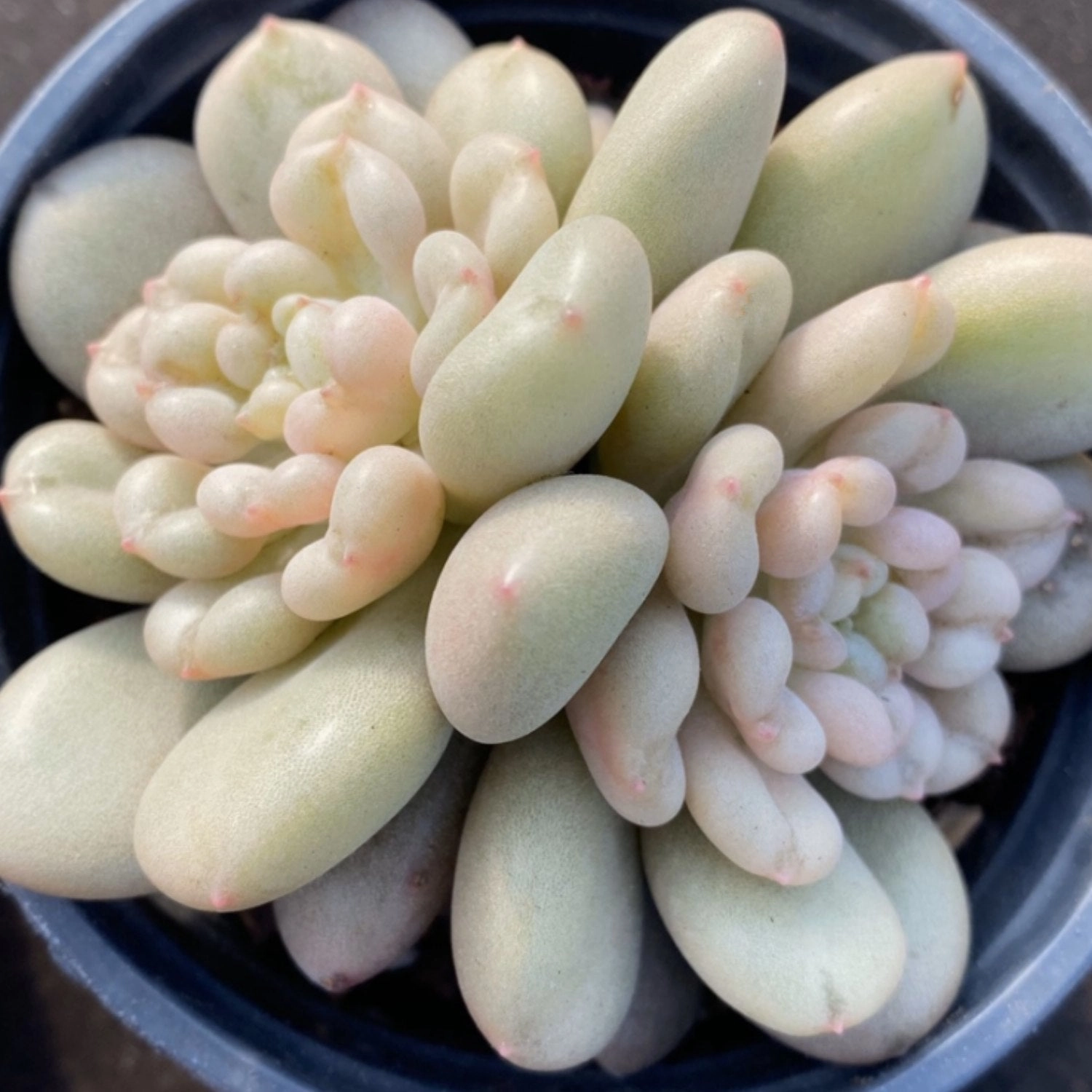 Echeveria Bill Gates sp.