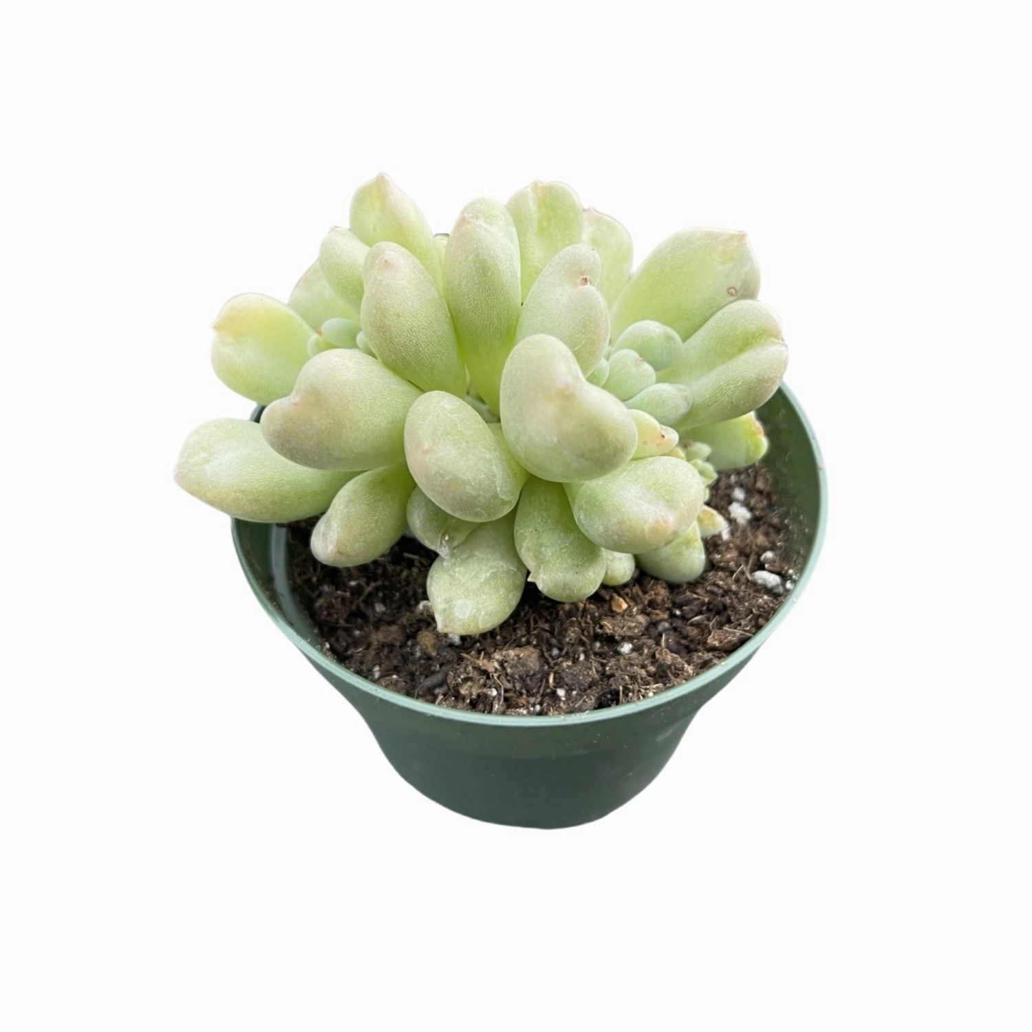 Echeveria Bill Gates sp. (4 inch)