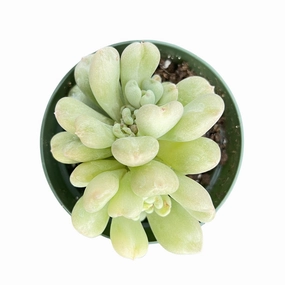 Echeveria Bill Gates sp. (4 inch) mini ornamental plant  
